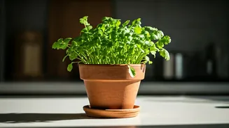 Coriander Pots Are The Indian Kitchen Essential