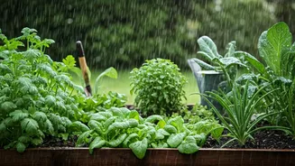 Kitchen Garden Hacks For This Monsoon