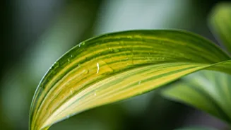 Prune Humidity Damaged Yellow Leaves To Prevent Deadly Plant Disease