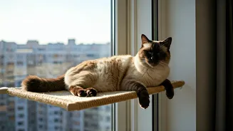 High-Rise Apartment Cats Love Sisal Floating Window Sun Perches
