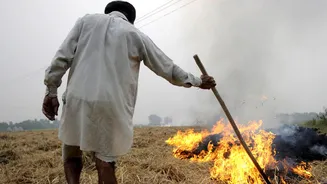 Punjab: Stubble burning cases nearly double in last week