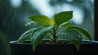 Monsoon Moisture Can Secretly Harm Your Plants
