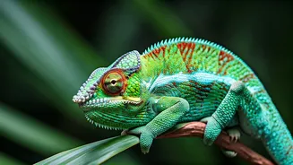 Masters of Disguise: Six Incredible Animals That Change Colour