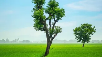 Punjab And Maharashtra Harvest Protection: AI Smartphone Sensors Detect Crop Diseases Early