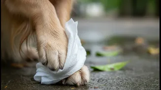 Why Antiseptic Paw Wipes Are Necessary Extensions For Every Monsoon Pet Walk Preparation