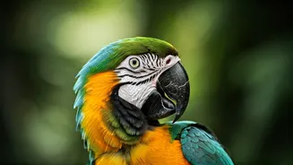 Parrots Are Amazing: Discover Eight Secrets