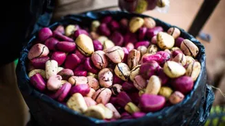5 traditional uses of kola nuts