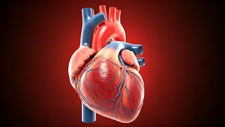Prevent Artery Plaque For A Healthy Heart