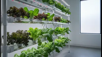 How To Cultivate Nutrient-Dense Exotic Greens At Home Via Liquid Hydroponics Projects