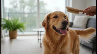 Monsoon Grooming Is The Health Checklist Pet Parents Should Not Skip