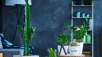 Ceramic Planters Can Turn Indoor Plants Into Part Of The Room Design Without Losing Sight Of Planter Scale Should Match Both The Plant And The Furn...