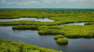 Sundarbans Coastal Defense: How Satellite Sensor Networks Track Mangrove Cover Degradation