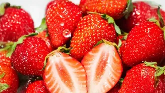 Imported Mother Plants Still Power Most Commercial Strawberries in India