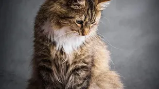 Plan For Backup Pet Feeding Routines Around Late Workdays And Household Schedule Changes