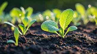 Cooler Weather Helps New Gardeners Start Strong