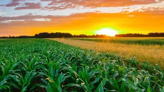 Heat stress threatens India's dairy sector