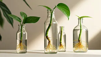 Glass Bottle Water Propagation Is The Best Green Interior Trend