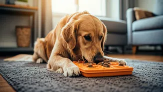 Rainy Weather Needs A Pet Activity Plan