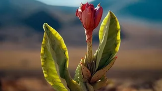 A Spotlight On Low-Water Planting Beyond Droughts In The Low-Water Gardening Shift