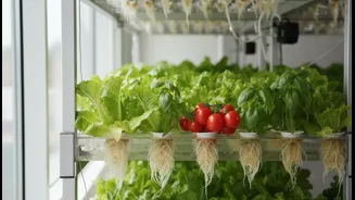 Why Year-Round Indoor Harvesting Success Keeps Hydroponic Gardening Trending This July