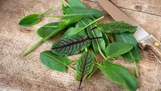 Red sorrel: How to add this superfood to your diet