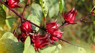 Roselle flowers: Your secret to wonderful skin