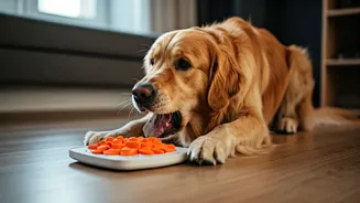 Smart Ways To Tire Out Your Pet