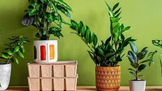 Houseplants May Improve Your Space Without Dramatically Cleaning The Air