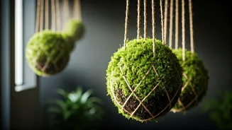 Hanging Kokedama Moss Balls Are the Favorite Plant Parent Trend