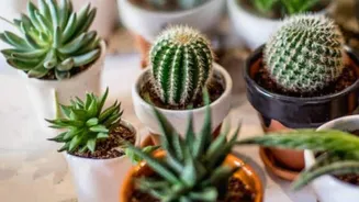 How to keep succulents healthy in humid weather