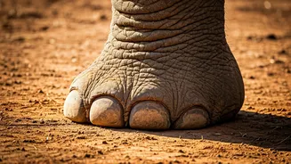 Elephant's Feet: Their Amazing Sensory Power!