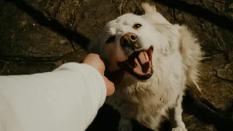 “Voz de bebê” com pets: ciência explica por que hábito melhora o bem-estar animal
