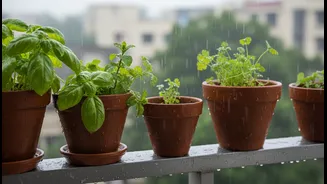 Beyond Hype, a Clear Balcony Herbs Explainer Is Needed for Bengaluru's Rain-Fed Planting Window