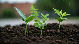 This Monsoon, Saplings Are The Community Flex