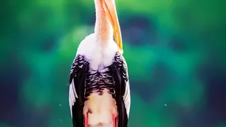 Global Migratory Bird Losses Demand Protection Beyond National Boundaries