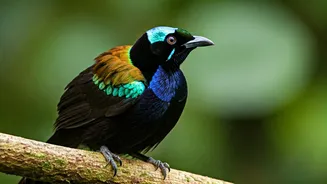 See Birds With Stunning, Colorful Feathers