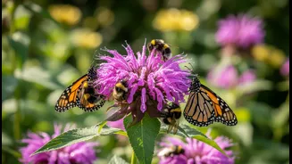 Do Not Spray Flowering Plants When Bees And Butterflies Are Visiting