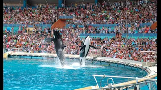 Após proibir shows com cetáceos, França busca destino para duas últimas orcas em cativeiro