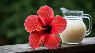 Balcony Gardeners Share Rice Water Hack For Flowering Hibiscus