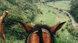 Portugal Horse Riding Offers Views Of Rural Roads And Old Ruins