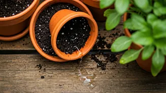 Pre-Monsoon Plant Care Needs Less Standing Water