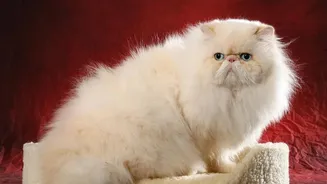 Set Pet Grooming by Need Rather than a Fixed Schedule