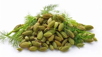 Why you should add dill seeds in your daily diet