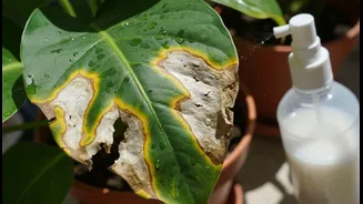 Why Organic Neem Oil Spray Application Timing Is Critical To Prevent Balcony Foliage Burns