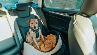Levar cachorro solto no carro pode dar multa? Veja o que diz a lei