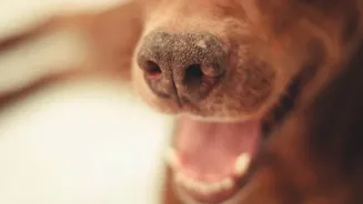 Scientists develop oral spray to neutralise dog breath