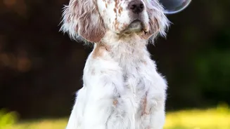 A Pet Sitter Should Know Where the Identification File Is Kept
