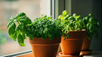 Pune Homes Can Grow Weekly Herb Needs Easily