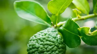 Karnataka's Indi Lime Has Taste, History And A Protected Name