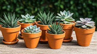 5 Hydration-Loving Plants for Indian Homes